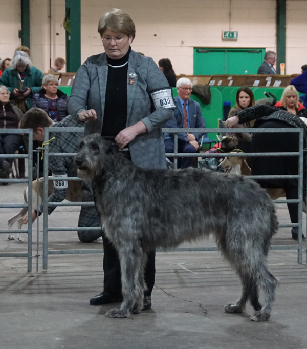 1st Postgraduate Dog